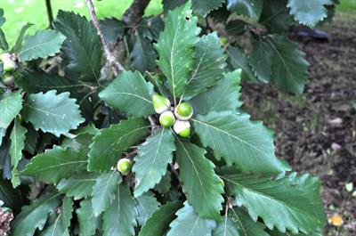 Quercus canariensis